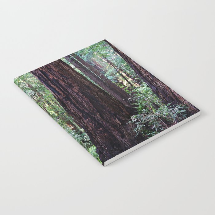 Muir Woods Notebook