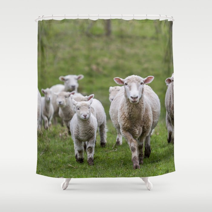 Flock Sheep Lambs Shower Curtain