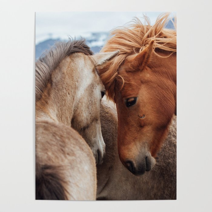 Icelandic Horses Art Print || Iceland Poster