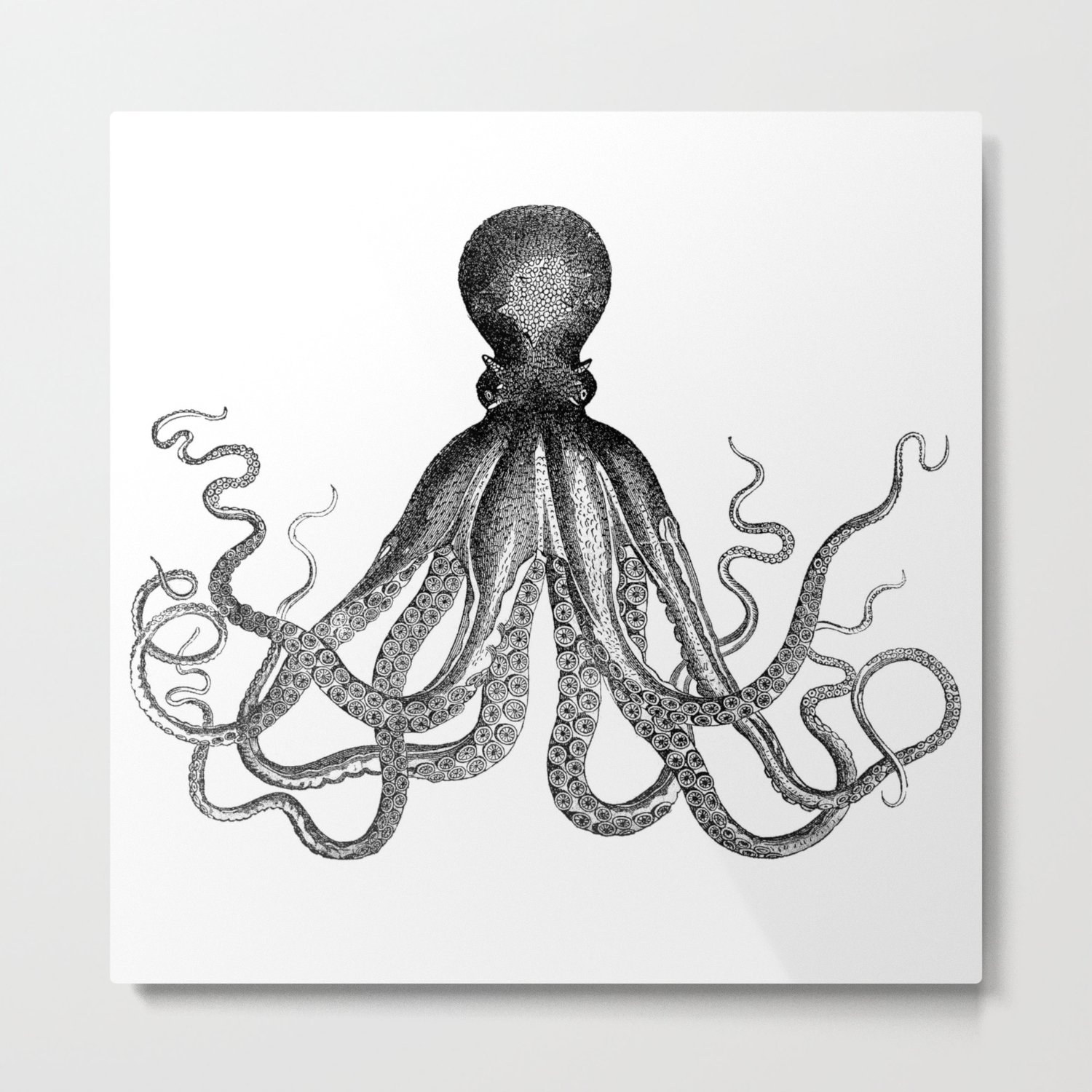 Antique Nautical Steampunk Octopus Vintage Victorian Kraken Sea Monster Emo Goth Drawing Metal Print By Igallery Society6 Max c4d unitypackage upk ma fbx usdz. antique nautical steampunk octopus vintage victorian kraken sea monster emo goth drawing metal print by igallery
