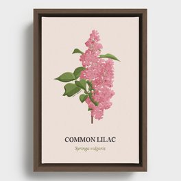 Common Lilac Framed Canvas