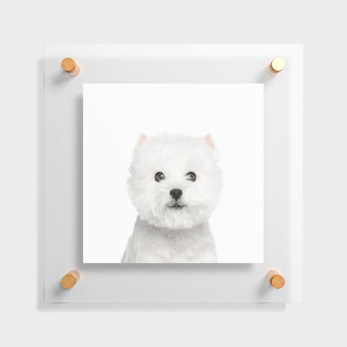White Puppy Portrait - Floating Acrylic Print