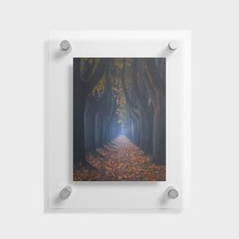 Autumn foliage in tree-lined walkway. Lucca, Italy. Floating Acrylic Print