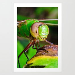 Dragonfly Smile, Macro Photograph Art Print