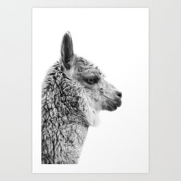 Llama Drama | Alpaca Animal Photography Art Print