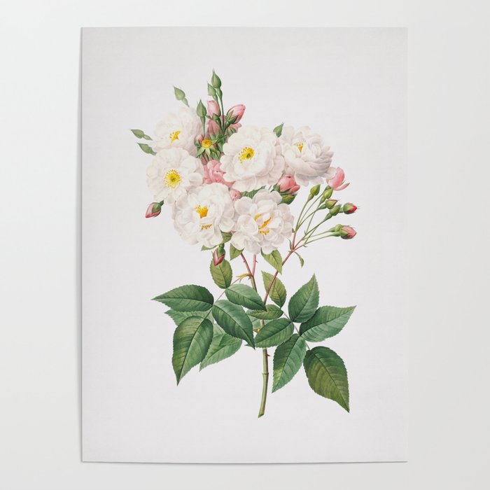 Vintage Flowering Rosebush Illustration Poster