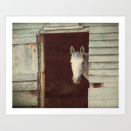 Peekaboo Mare // Horse Art Print