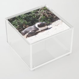 South Africa Photography - Penguin Laying At The Beach Acrylic Box