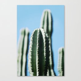 Aesthetic cactus photo | Cacti obsession | Pale green and blue Canvas Print