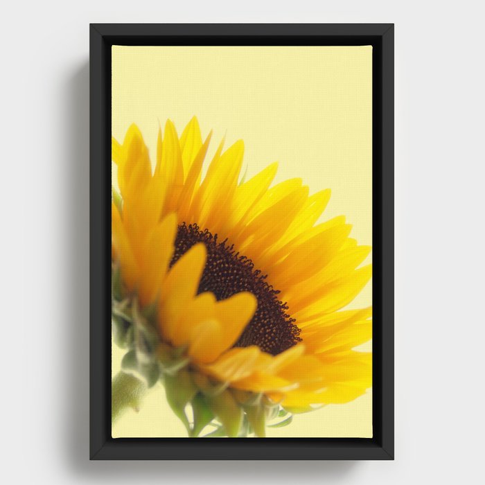Sunflower Framed Canvas
