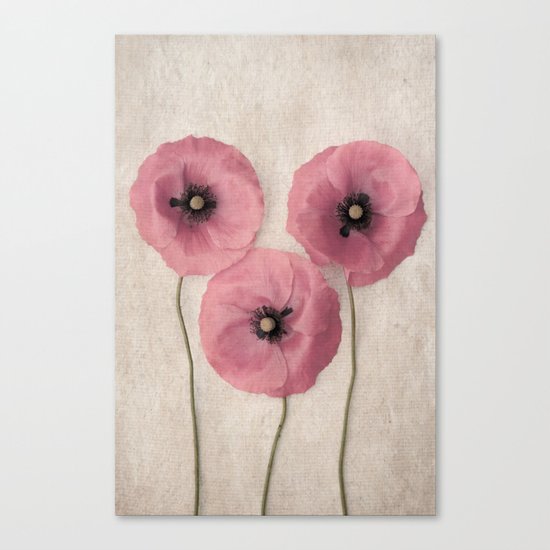 Three Pink Poppies Canvas Print