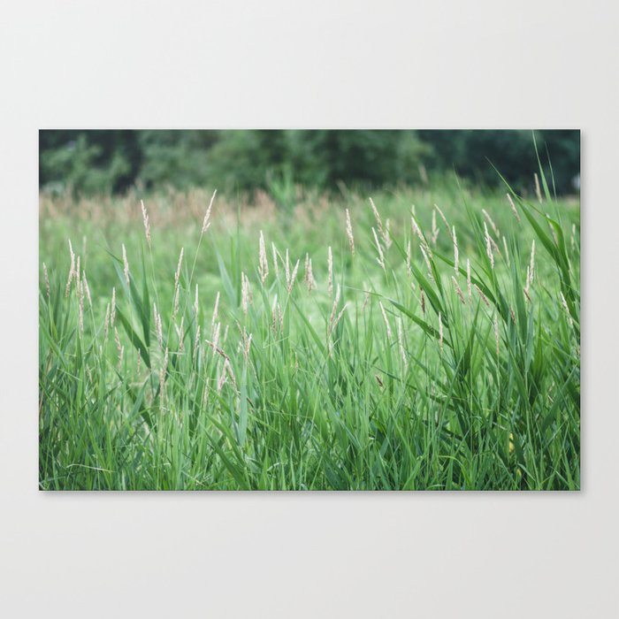 Tall grass with trees in the background Canvas Print