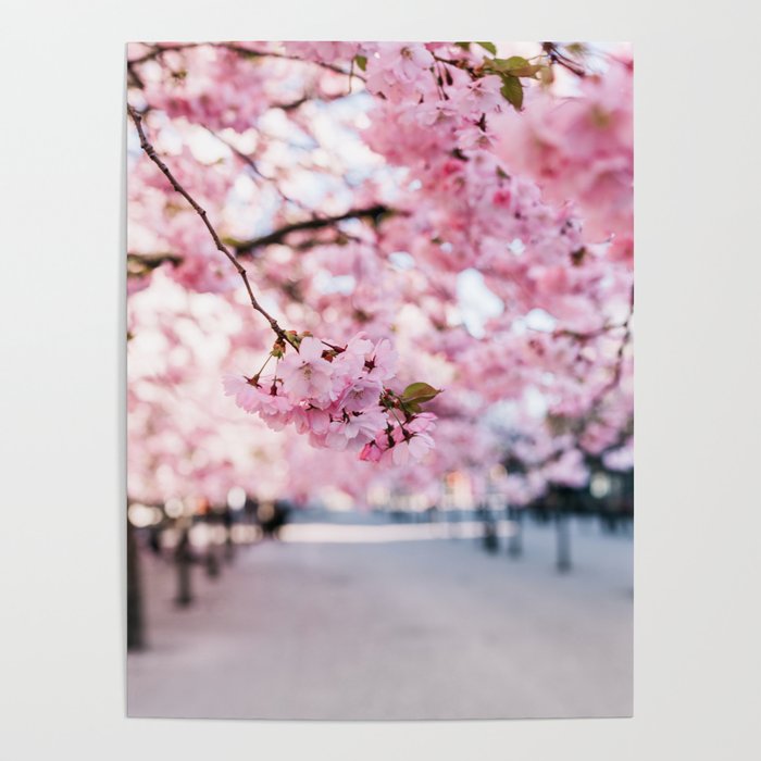 Cherry blossom Poster