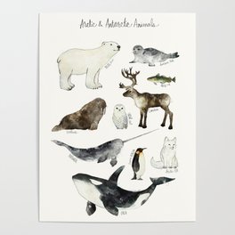 Arctic & Antarctic Animals Poster