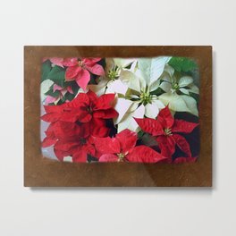 Mixed color Poinsettias 1 Blank P3F0 Metal Print