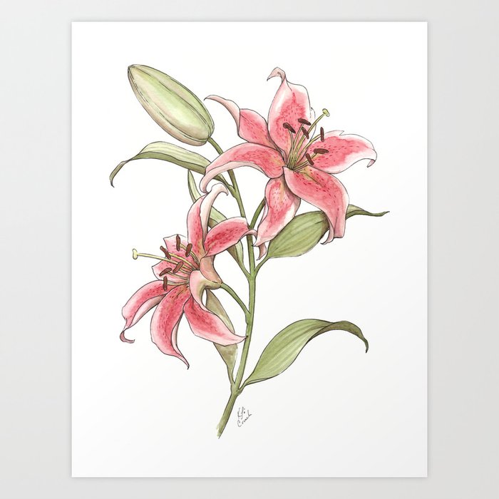Wall Mural pink lily flower 