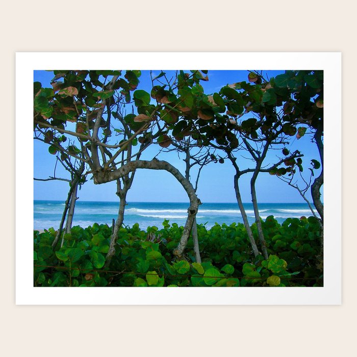 Sea Grapes By The Seashore Art Print By Zingshots