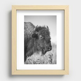 Profile of a Bison - Black and White Portrait of Buffalo on the Tallgrass Prairie in Oklahoma Recessed Framed Print
