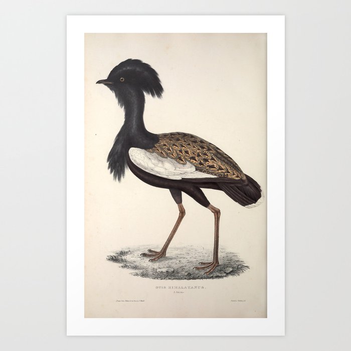 Himalayan bustard by Elizabeth Gould from "A Century of Birds from the Himalaya Mountains," 1831 Art Print