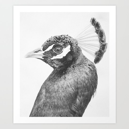 Peacock Art Print
