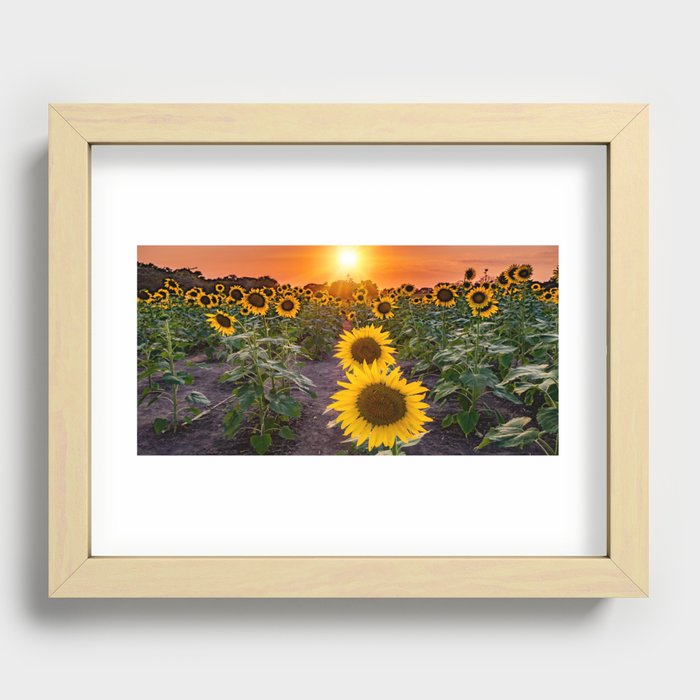 Sunflower Field Sunset Panorama - Lawrence Kansas Farm Recessed Framed Print