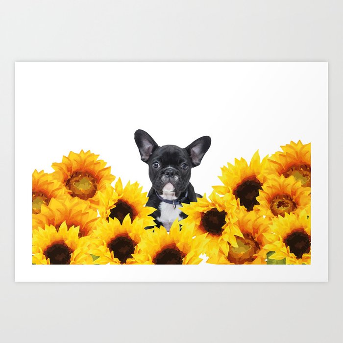 French Bulldog with sunflowers Art Print