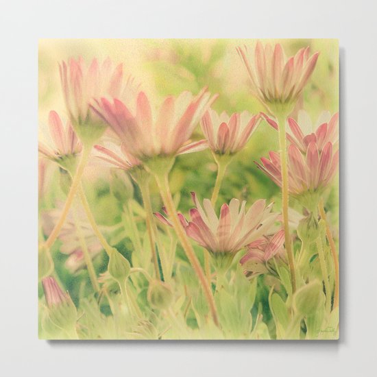 Vintage Spring Coral Pink Daisy Flowers Metal Print