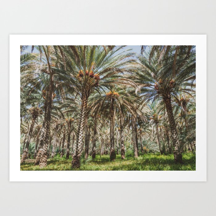 Date Palm Trees in Oman #2 Art Print