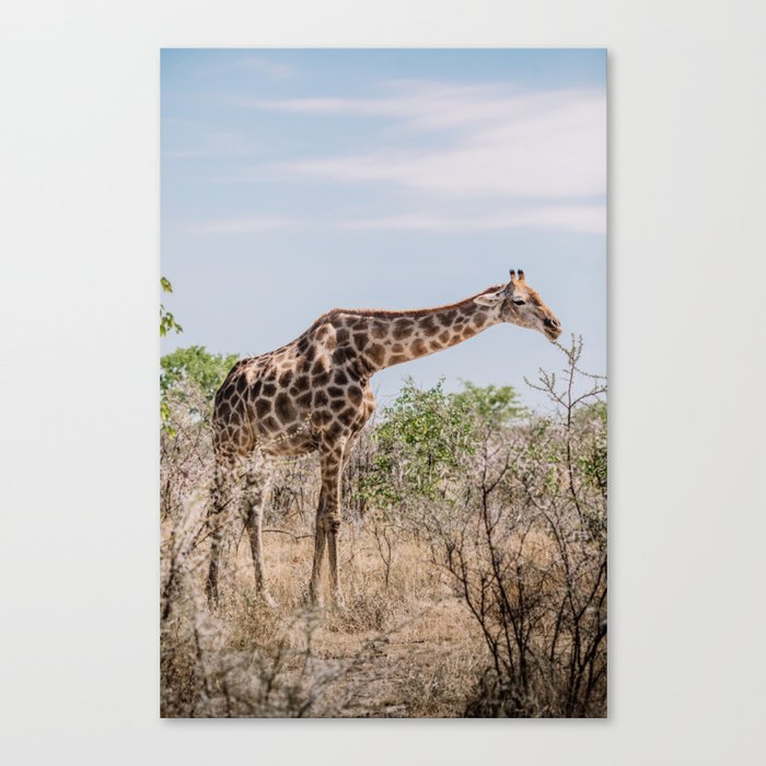 Giraffe in Africa | Wildlife photographer | Canvas Print