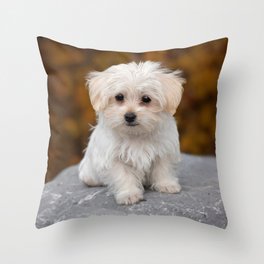 Maltese Puppy Throw Pillow