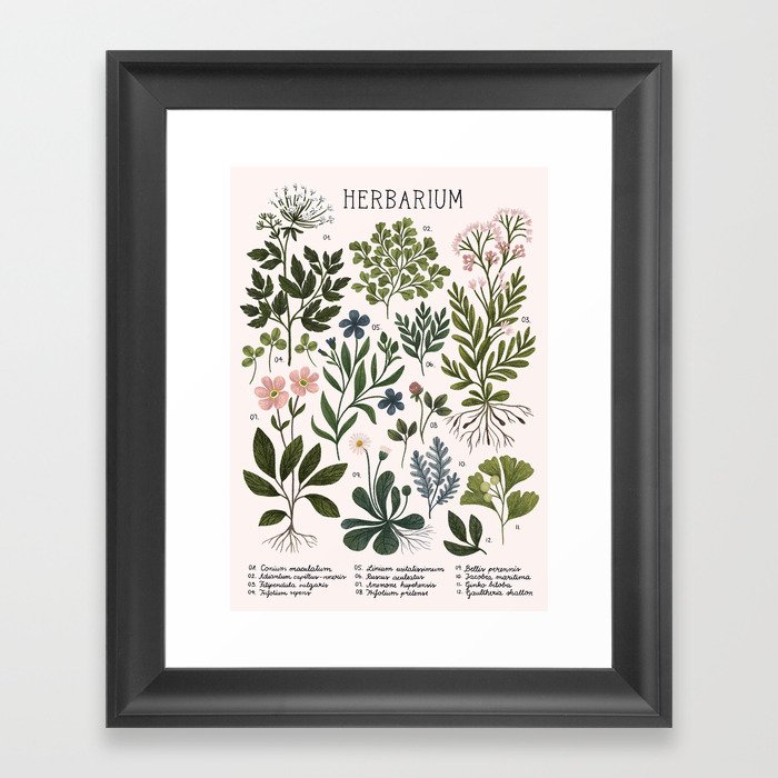 Herbarium ~ vintage inspired botanical art print ~ white Gerahmter Kunstdruck