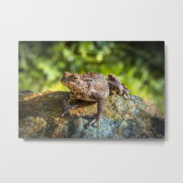 Amphibian, Common British Toad / Frog Metal Print