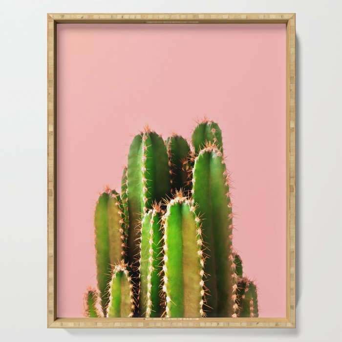 Cactus s2. Кактус Пинк. Кактус на розовом фоне. Кактус вертикальный. Постер Кактус.