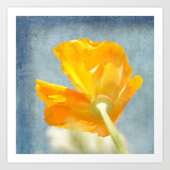 Orange Poppy Art Print
