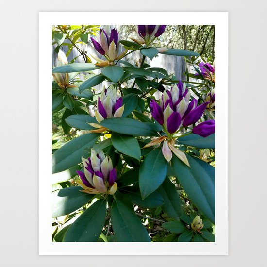 Rhododendrons Ready to Bloom Art Print