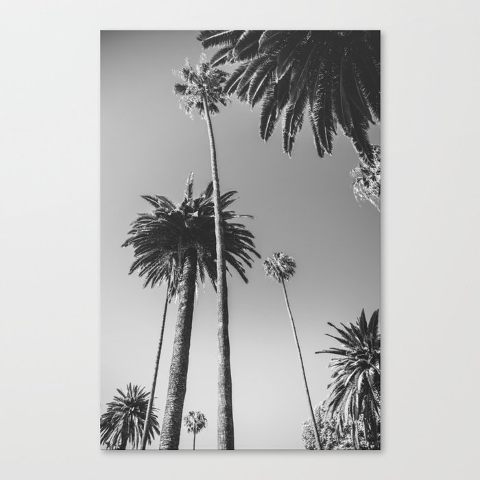 Palm Trees (Black and White) Canvas Print