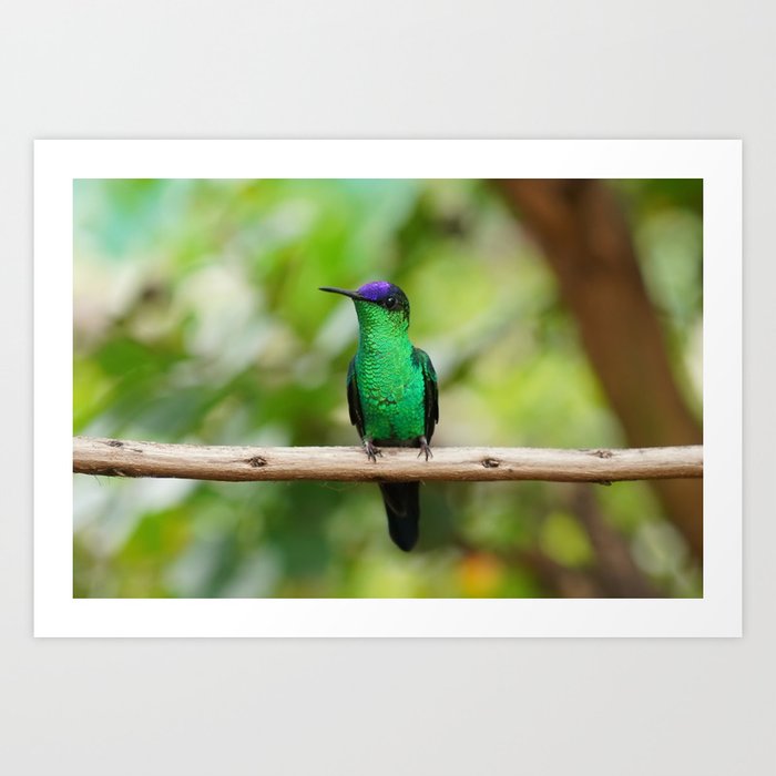 Violetcapped Woodnymph Hummingbird Art Print