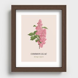 Common Lilac Recessed Framed Print