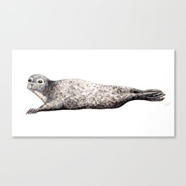 Harbour Seal Canvas Print