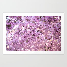 Cherry Blossom Flowers Art Print