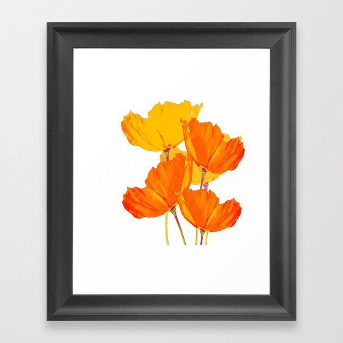 Orange and Yellow Poppies On A White Background #decor #society6 #buyart Framed Art Print