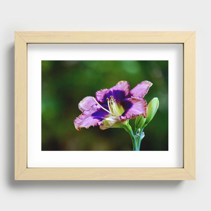 Fuchsia Lily Recessed Framed Print