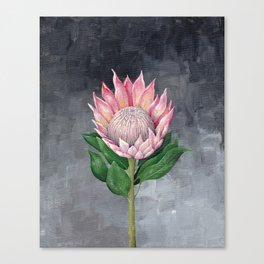 Protea Flower Painting Canvas Print
