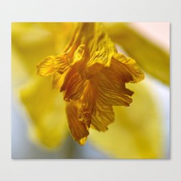 Daffodil  Canvas Print