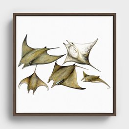Chilean devil manta ray (Mobula tarapacana) Framed Canvas