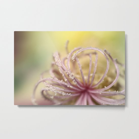 Pearly Curls Metal Print