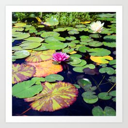 Exquisite Tropical Water Lilies In Secret Pond Art Print