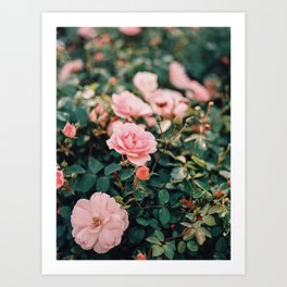 Dreamy wild pink roses on film Art Print