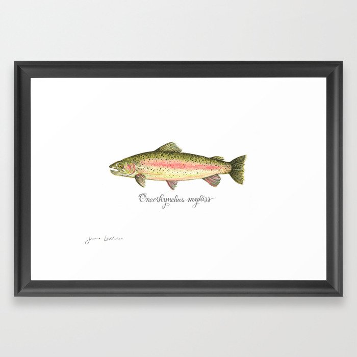 The Rainbow Trout  Framed Art Print