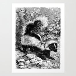 Antique Natural History Art Prints Wolf and Skunk